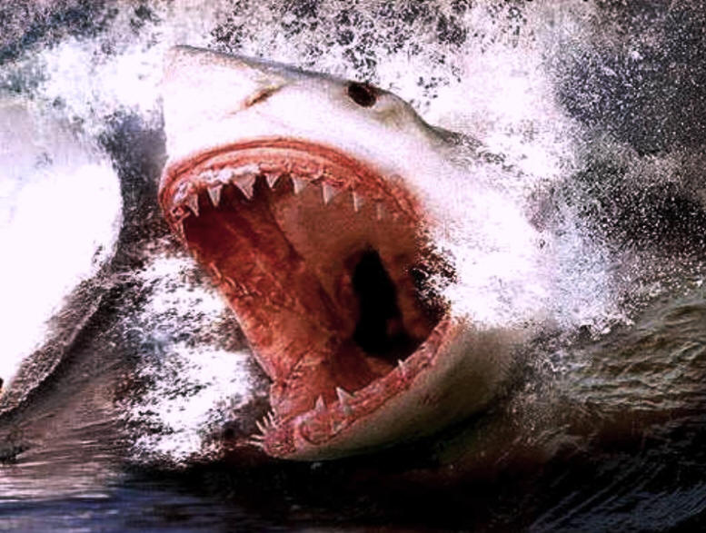 shark2.jpg